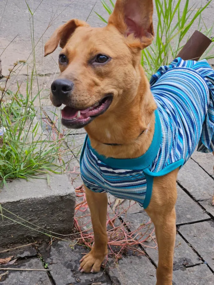 Cachorro ra a SRD-ViraLata idade 7 a 11 meses nome Suzi