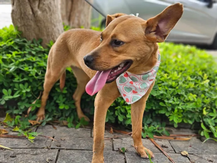 Cachorro ra a SRD-ViraLata idade 7 a 11 meses nome Suzi