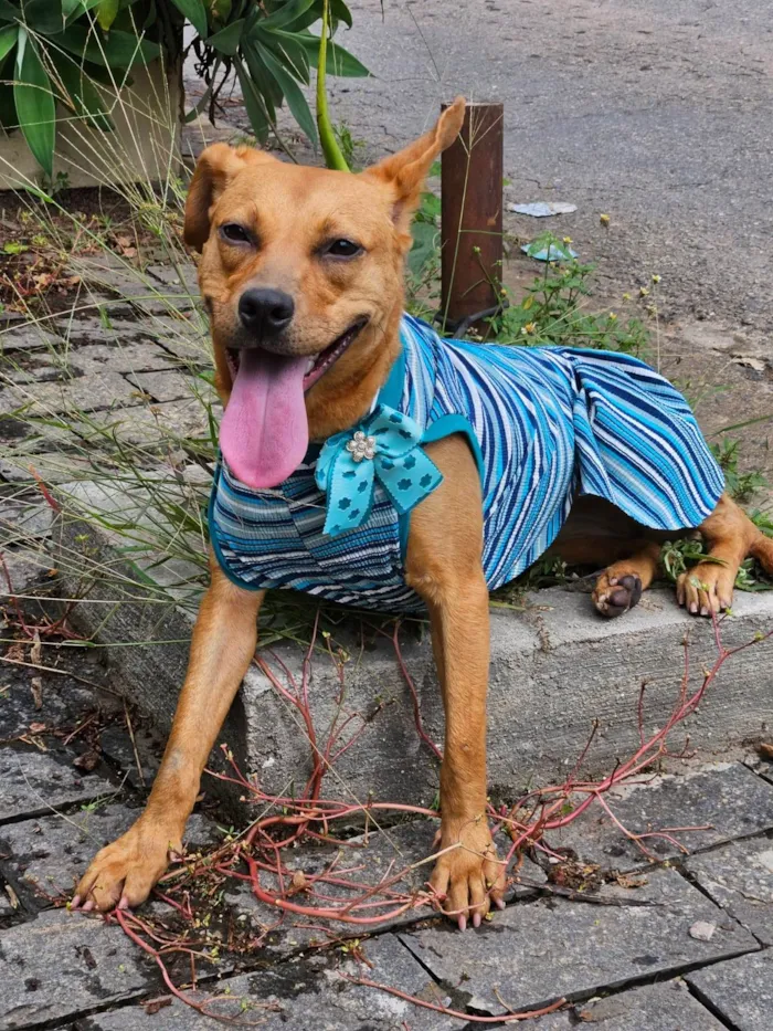 Cachorro ra a SRD-ViraLata idade 7 a 11 meses nome Suzi