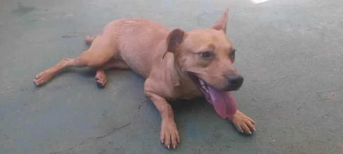 Cachorro ra a SRD-ViraLata idade 7 a 11 meses nome Suzi