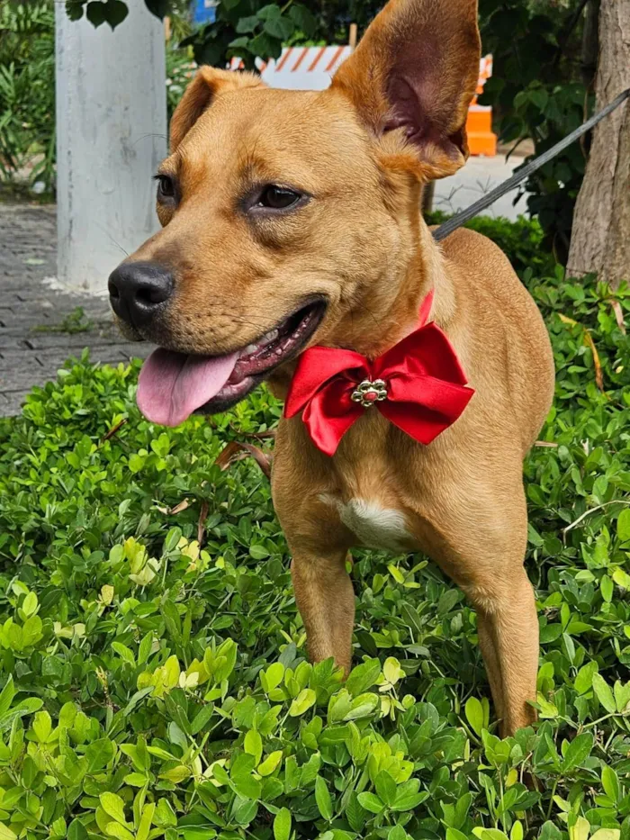 Cachorro ra a SRD-ViraLata idade 7 a 11 meses nome Suzi