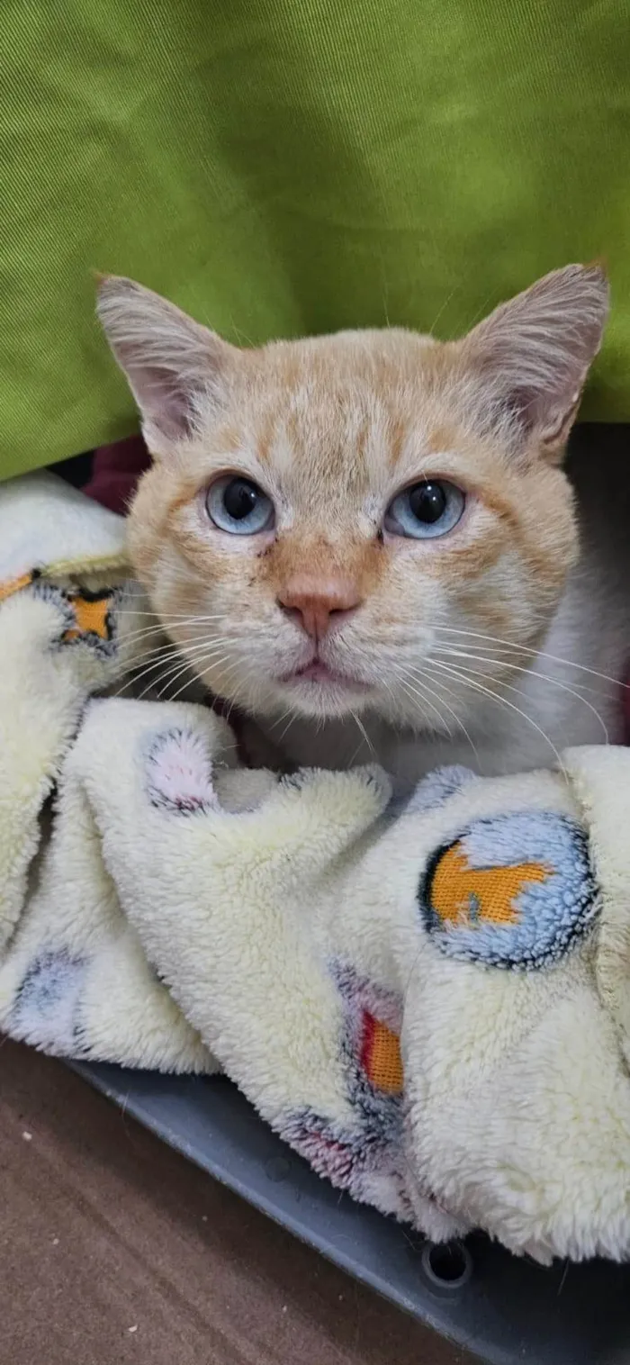 Gato ra a SRD-ViraLata idade 2 anos nome Gael