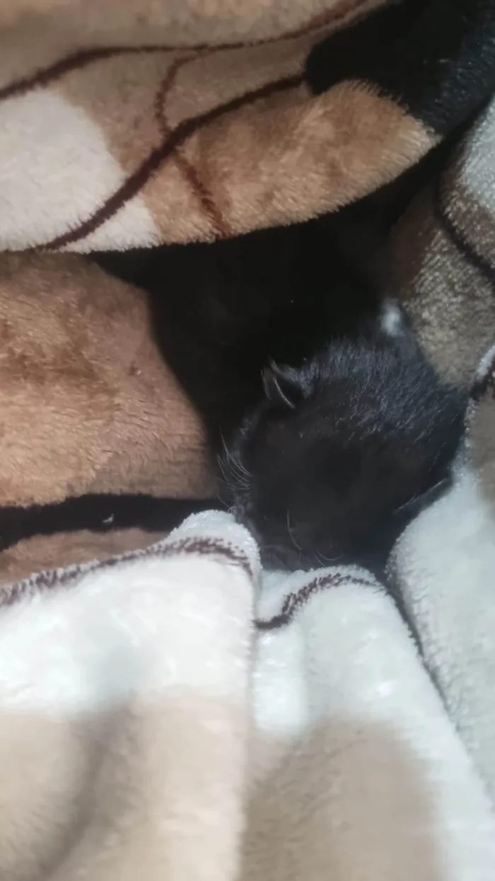 Gato ra a SRD-ViraLata idade Abaixo de 2 meses nome Sem nome