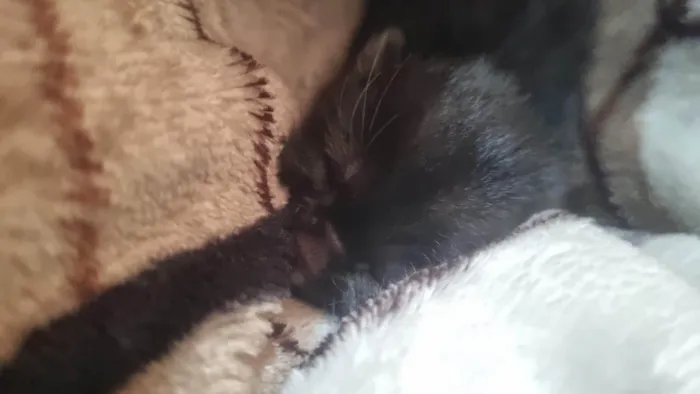 Gato ra a SRD-ViraLata idade Abaixo de 2 meses nome Sem nome