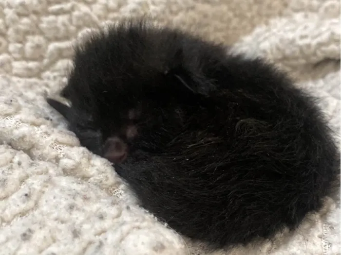 Gato ra a SRD-ViraLata idade Abaixo de 2 meses nome Sem nome