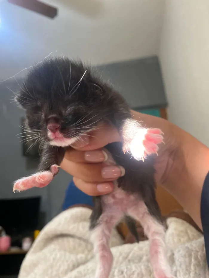 Gato ra a SRD-ViraLata idade Abaixo de 2 meses nome Sem nome