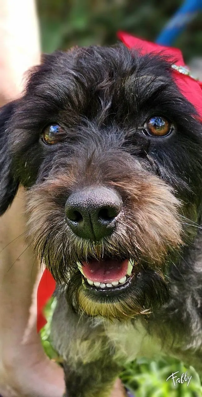 Cachorro ra a SRD-ViraLata idade 2 anos nome AMORA
