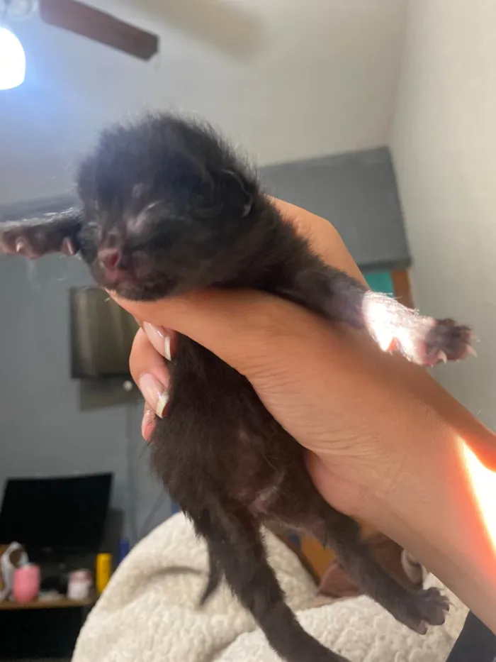 Gato ra a SRD-ViraLata idade Abaixo de 2 meses nome Sem nome