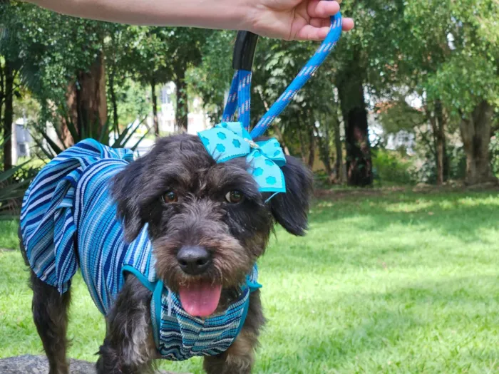 Cachorro ra a SRD-ViraLata idade 2 anos nome AMORA