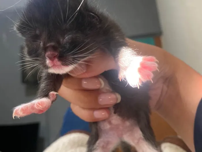 Gato ra a SRD-ViraLata idade Abaixo de 2 meses nome Sem nome