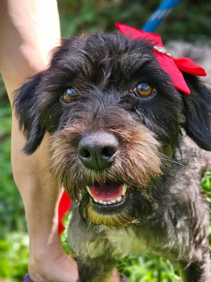 Cachorro ra a SRD-ViraLata idade 2 anos nome AMORA