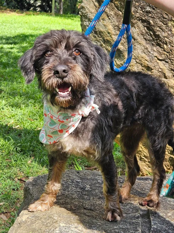 Cachorro ra a SRD-ViraLata idade 2 anos nome AMORA