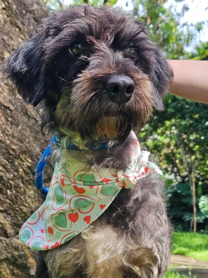 Cachorro ra a SRD-ViraLata idade 2 anos nome AMORA
