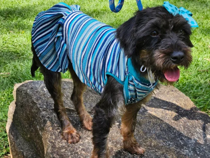 Cachorro ra a SRD-ViraLata idade 2 anos nome AMORA