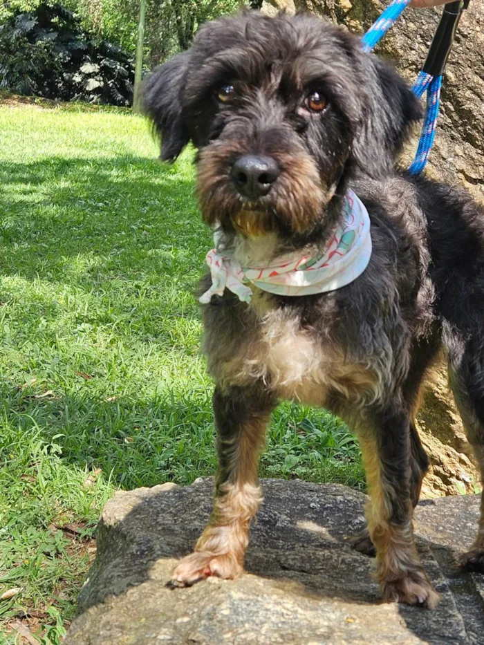 Cachorro ra a SRD-ViraLata idade 2 anos nome AMORA