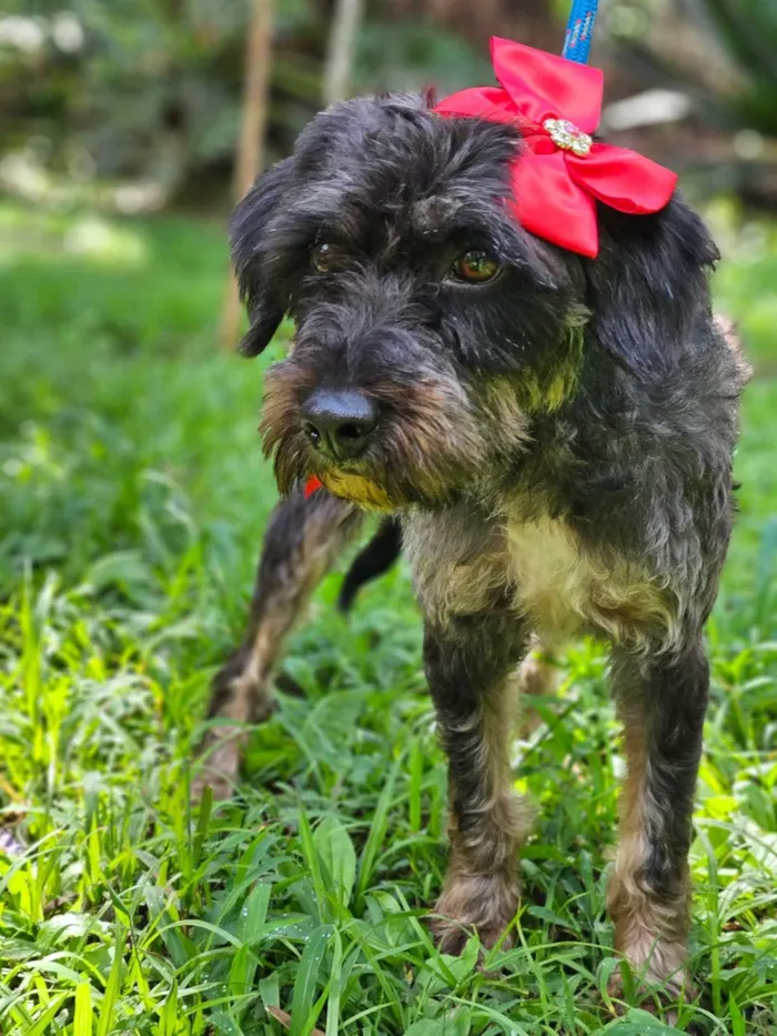 Cachorro ra a SRD-ViraLata idade 2 anos nome AMORA