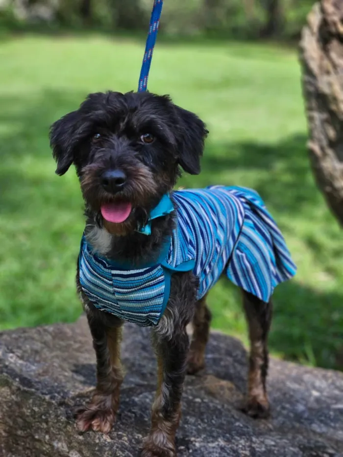 Cachorro ra a SRD-ViraLata idade 2 anos nome AMORA