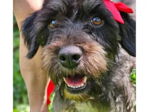 Cachorro raça SRD-ViraLata idade 2 anos nome AMORA