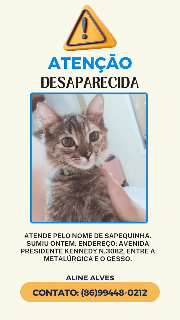 Gato ra a Maine Coon idade 7 a 11 meses nome Sapequinha