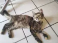 Sapequinha