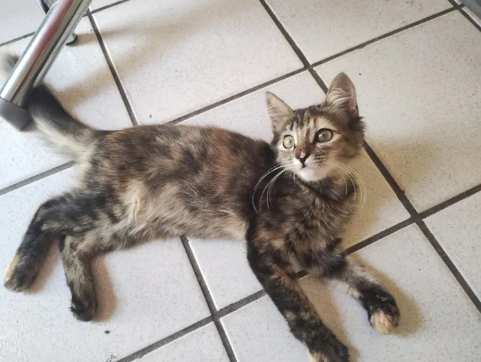 Gato ra a Maine Coon idade 7 a 11 meses nome Sapequinha