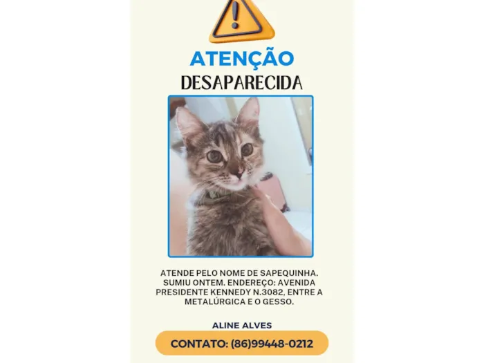 Gato ra a Maine Coon idade 7 a 11 meses nome Sapequinha