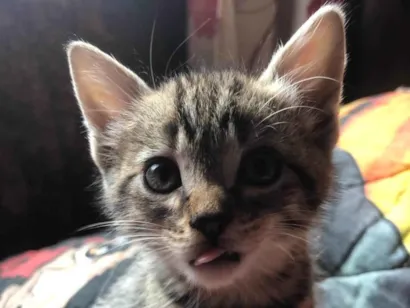 Gato raça SRD-ViraLata idade Abaixo de 2 meses nome gatos rajados 