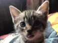 gatos rajados