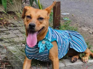 Cachorro raça SRD-ViraLata idade 7 a 11 meses nome Suzi