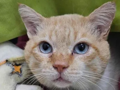 Gato raça SRD-ViraLata idade 2 anos nome Gael