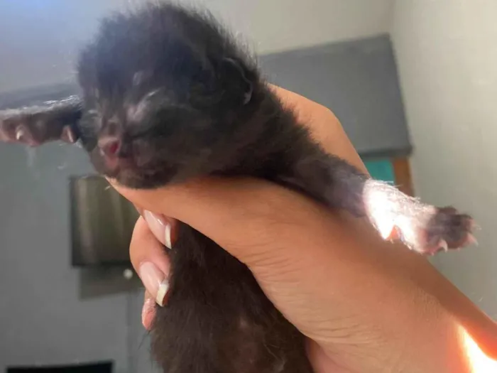Gato ra a SRD-ViraLata idade Abaixo de 2 meses nome Sem nome