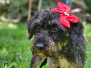Cachorro raça SRD-ViraLata idade 2 anos nome AMORA
