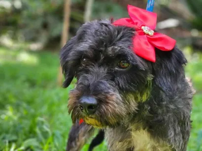 Cachorro raça SRD-ViraLata idade 2 anos nome AMORA