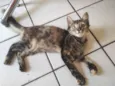 Sapequinha
