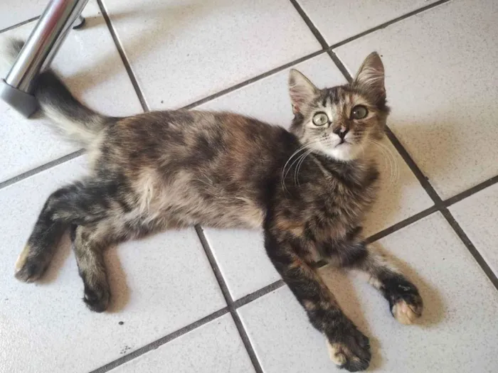 Gato ra a Maine Coon idade 7 a 11 meses nome Sapequinha
