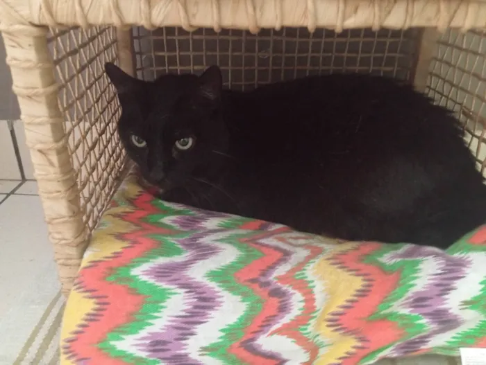 Gato ra a SRD-ViraLata idade 6 ou mais anos nome Negão 