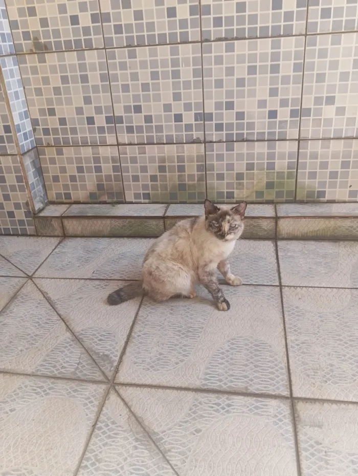 Gato ra a SRD-ViraLata idade 6 ou mais anos nome Branquinha 