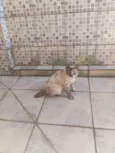 Branquinha