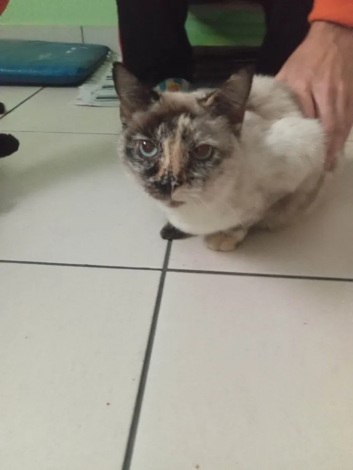 Gato ra a SRD-ViraLata idade 6 ou mais anos nome Branquinha 