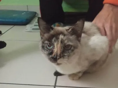 Gato raça SRD-ViraLata idade 6 ou mais anos nome Branquinha 