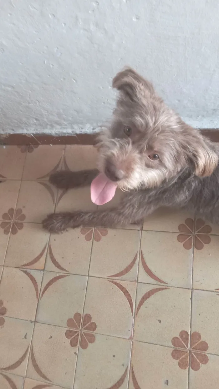 Cachorro ra a SRD-ViraLata idade 1 ano nome FRED