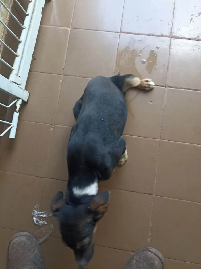 Cachorro ra a SRD-ViraLata idade 2 a 6 meses nome Laika e luk