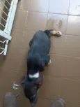 Laika e luk