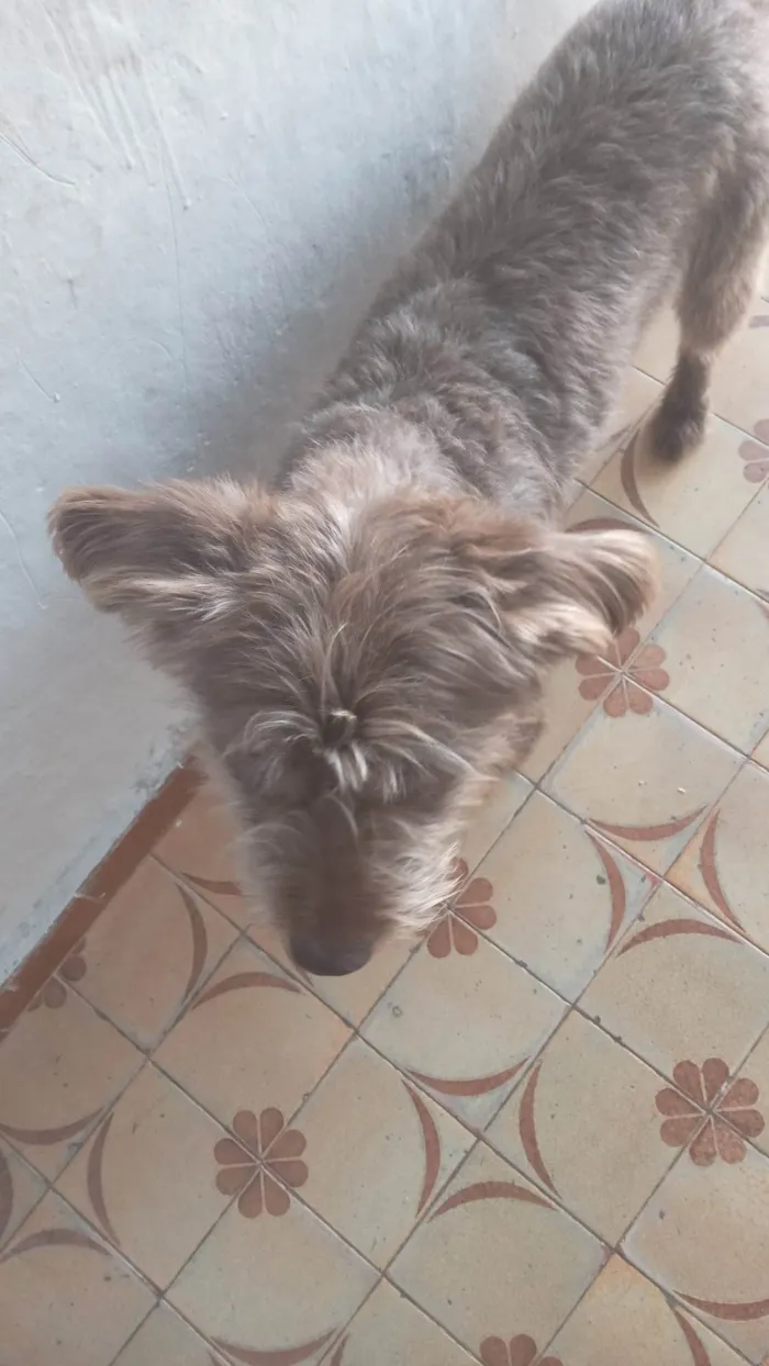 Cachorro ra a SRD-ViraLata idade 1 ano nome FRED