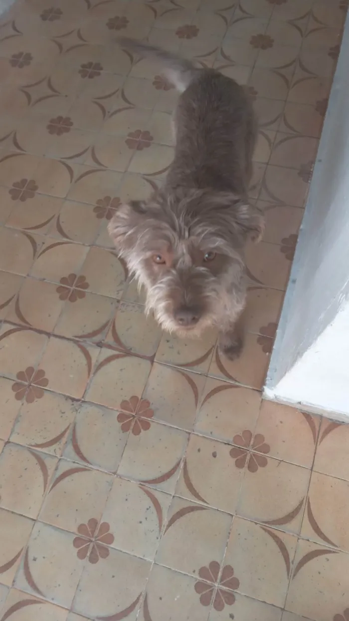 Cachorro ra a SRD-ViraLata idade 1 ano nome FRED