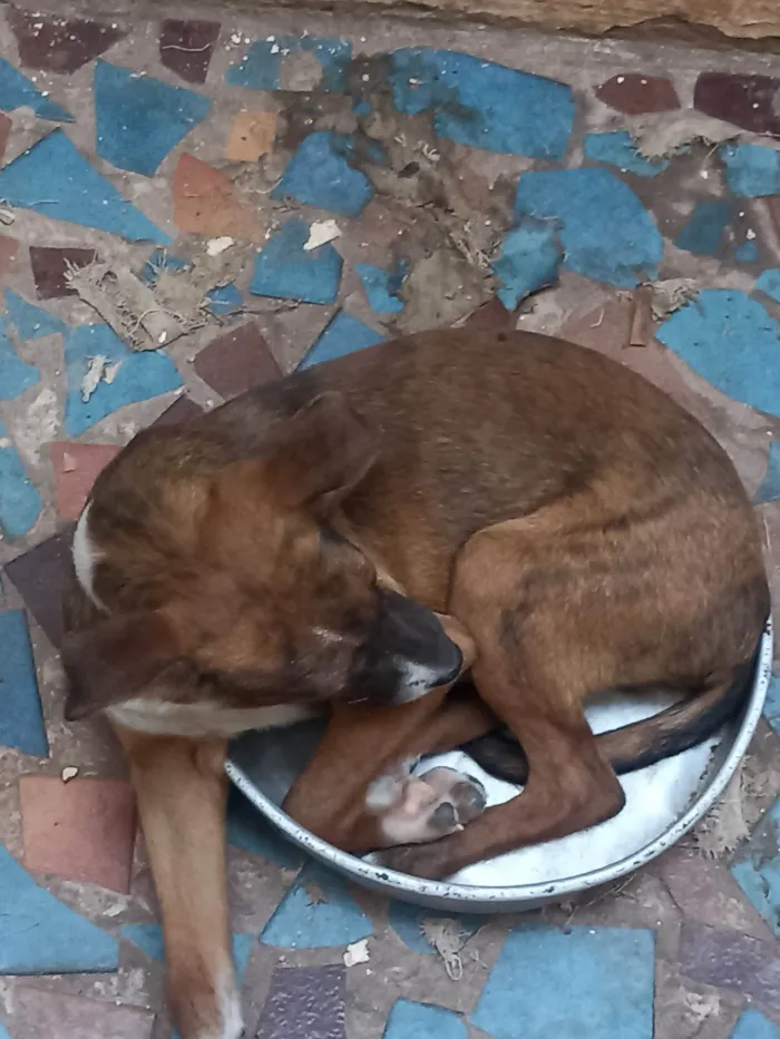 Cachorro ra a SRD-ViraLata idade 2 a 6 meses nome Laika e luk