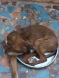 Laika e luk