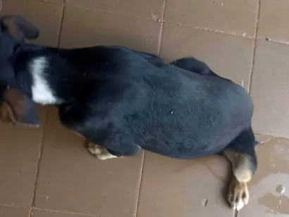 Cachorro raça SRD-ViraLata idade 2 a 6 meses nome Laika e luk