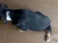 Laika e luk