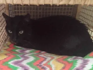 Gato raça SRD-ViraLata idade 6 ou mais anos nome Negão 
